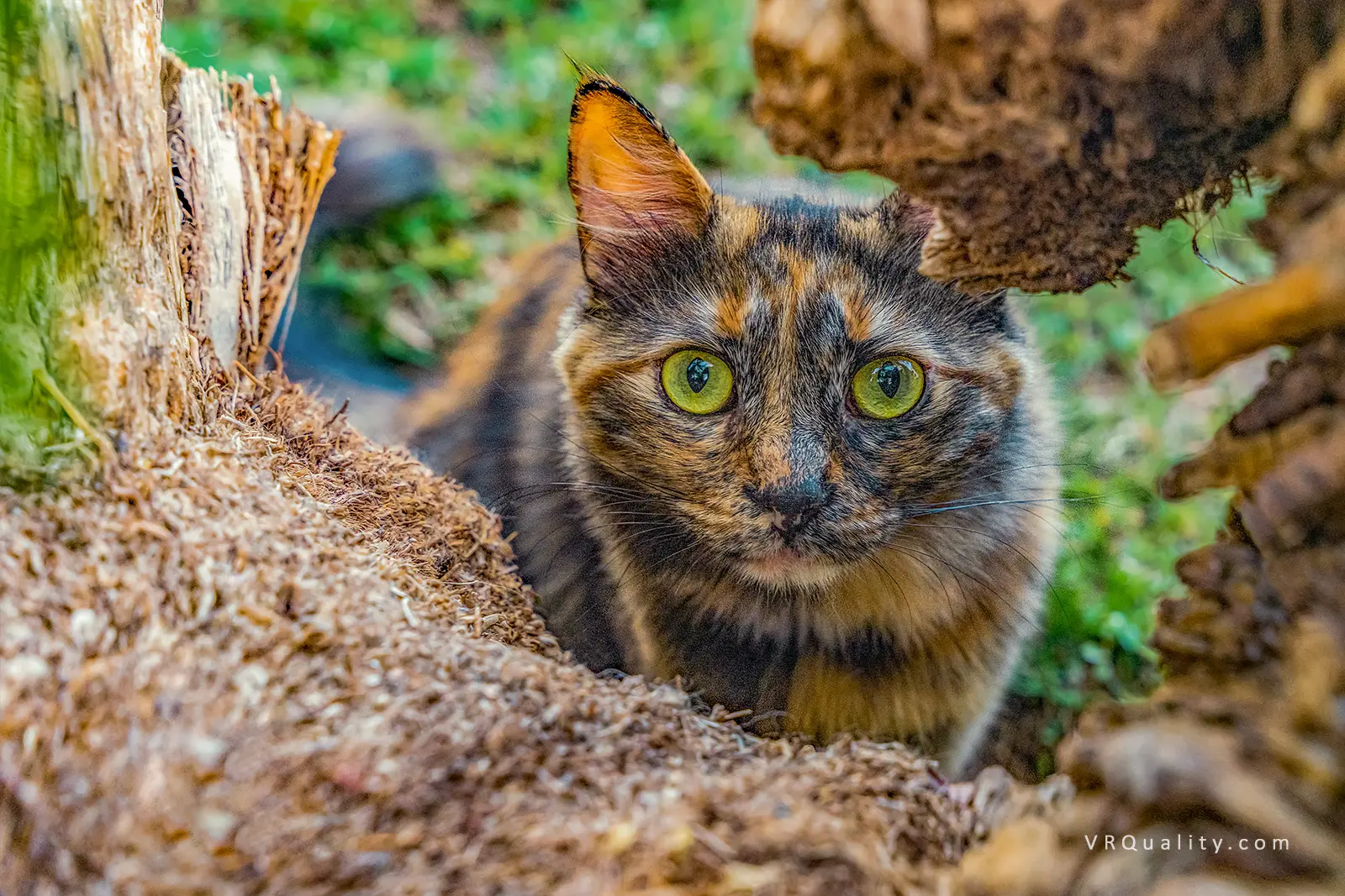 Кот с зелеными глазами прячется среди корней дерева
